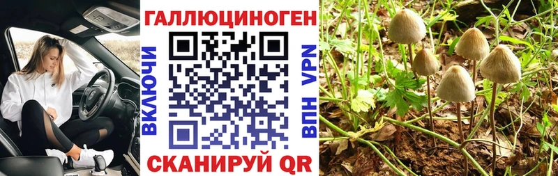 Галлюциногенные грибы Psilocybine cubensis Новоузенск